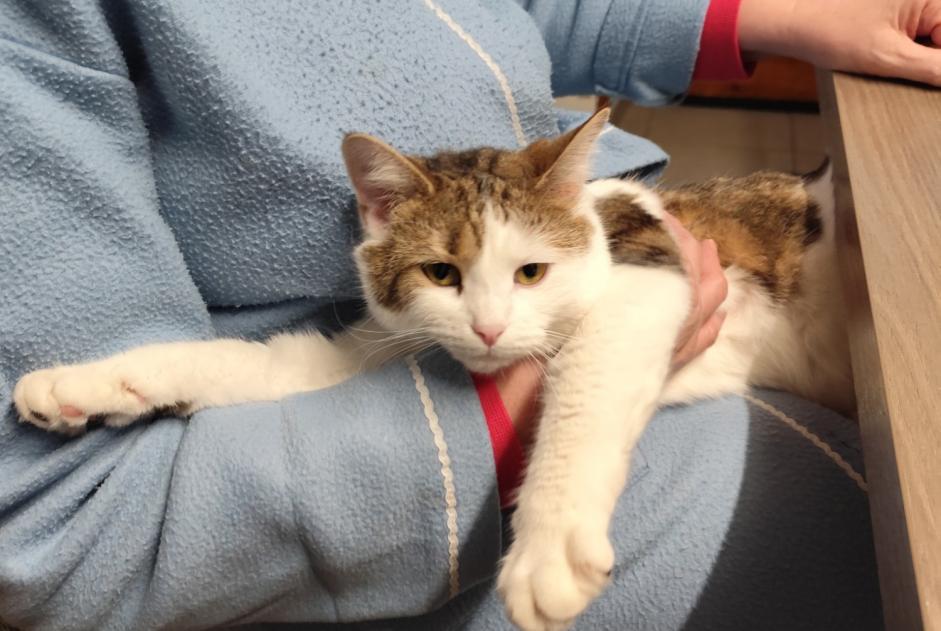 Avviso scomparsa Gatto  Femmina , 2 anni Mirecourt Francia