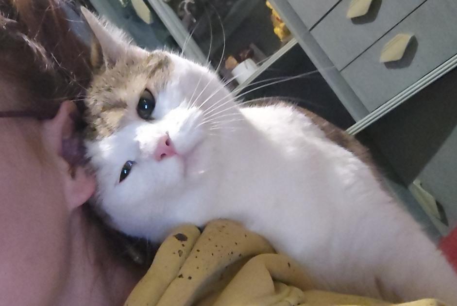 Avviso scomparsa Gatto  Femmina , 2 anni Mirecourt Francia