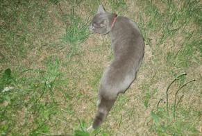 Avviso Ritrovamento Gatto Non conosciuta Fontenay-aux-Roses Francia