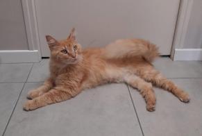 Avviso Ritrovamento Gatto incrocio di razze  Maschio Calorguen Francia