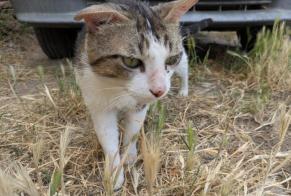 Avviso Ritrovamento Gatto Maschio Roubia Francia