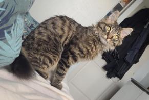 Avviso scomparsa Gatto  Maschio , 0 anni Saint-Chély-d'Apcher Francia