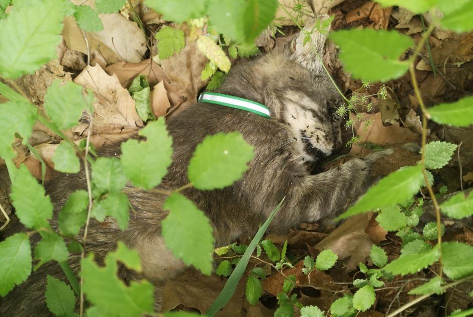 Avviso Ritrovamento Gatto Non conosciuta La Roche-des-Arnauds Francia
