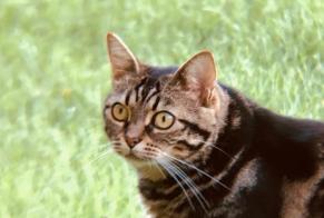 Avviso scomparsa Gatto  Femmina , 12 anni La Rochelle Francia