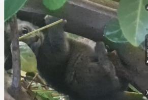 Avviso Ritrovamento Gatto Non conosciuta Saint-Quentin-Fallavier Francia