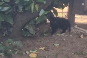 Avviso Ritrovamento Gatto Non conosciuta Saint-Quentin-Fallavier Francia