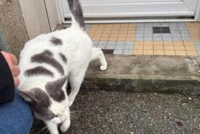 Avviso Ritrovamento Gatto Non conosciuta Plouay Francia