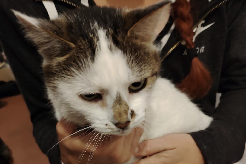 Avviso Ritrovamento Gatto Femmina Morogues Francia