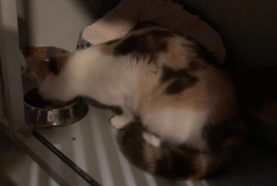 Avviso Ritrovamento Gatto Femmina Montégut-Plantaurel Francia