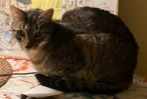 Avviso scomparsa Gatto incrocio di razze  Maschio , 8 anni Dijon Francia
