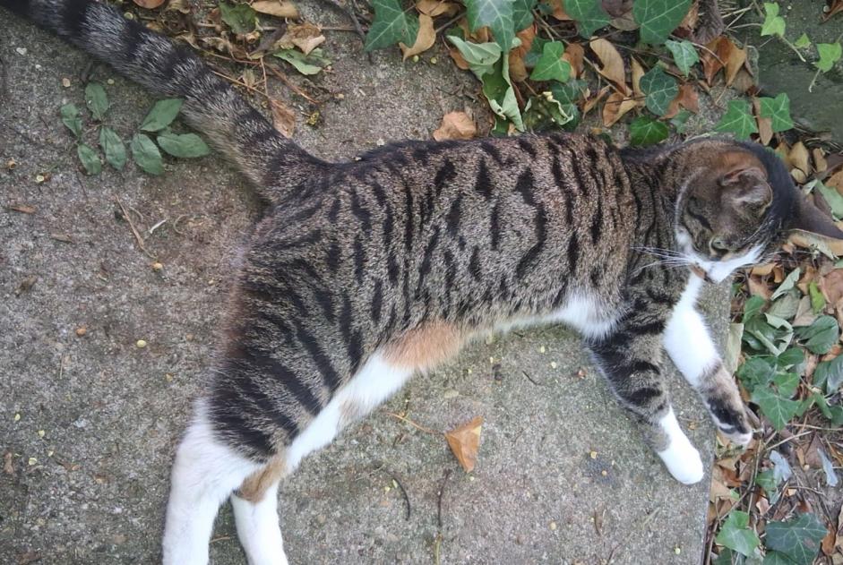 Avviso scomparsa Gatto incrocio di razze  Femmina , 5 anni Noisy-le-Sec Francia