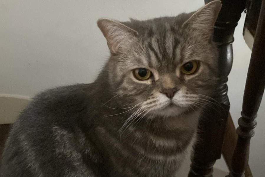 Avviso scomparsa Gatto  Maschio , 4 anni Angoulême Francia