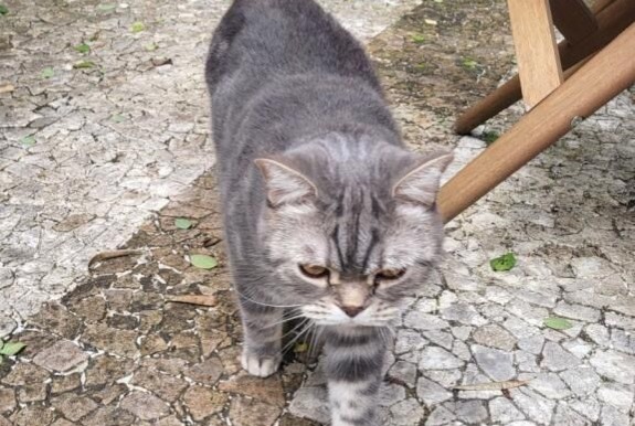 Avviso scomparsa Gatto  Maschio , 4 anni Angoulême Francia