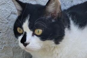 Avviso scomparsa Gatto incrocio di razze  Maschio , 1 anni La Motte-Servolex Francia