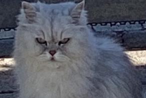 Avviso scomparsa Gatto  Maschio , 9 anni Louvroil Francia