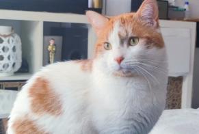Avviso scomparsa Gatto Maschio , 5 anni Pibrac Francia