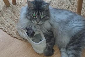 Avviso scomparsa Gatto  Maschio , 6 anni Quesnoy-sur-Deûle Francia