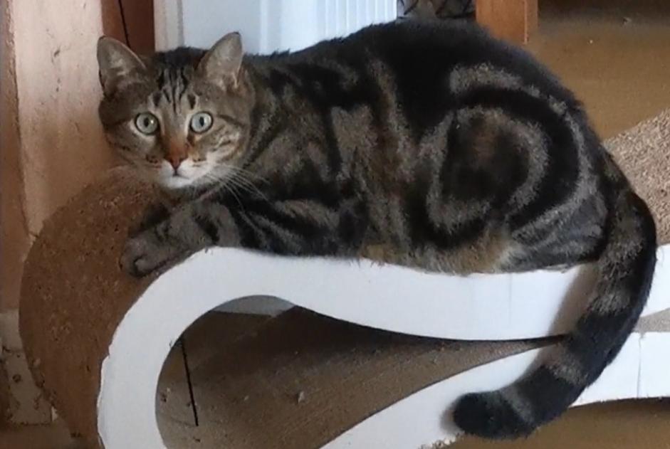 Avviso scomparsa Gatto  Maschio , 5 anni Aix-en-Provence Francia