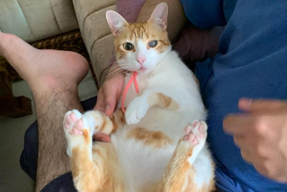 Avviso scomparsa Gatto incrocio di razze  Maschio , 4 anni Tavel Francia