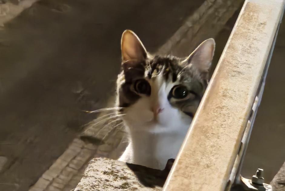 Avviso scomparsa Gatto Maschio , 1 anni Clermont-Ferrand Francia
