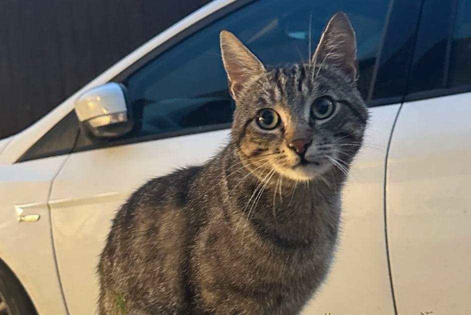 Avviso scomparsa Gatto  Maschio , 3 anni Authume Francia