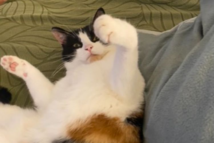 Avviso scomparsa Gatto  Femmina , 3 anni Toulouse Francia