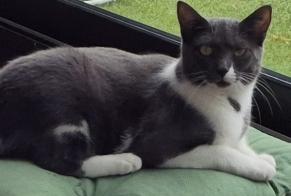 Avviso scomparsa Gatto  Femmina , 1 anni Maisons-Alfort Francia