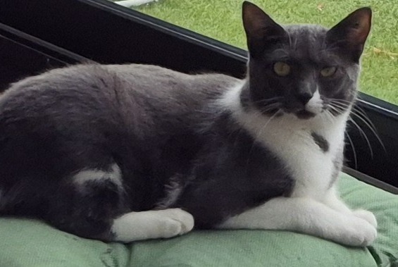 Avviso scomparsa Gatto  Femmina , 1 anni Maisons-Alfort Francia
