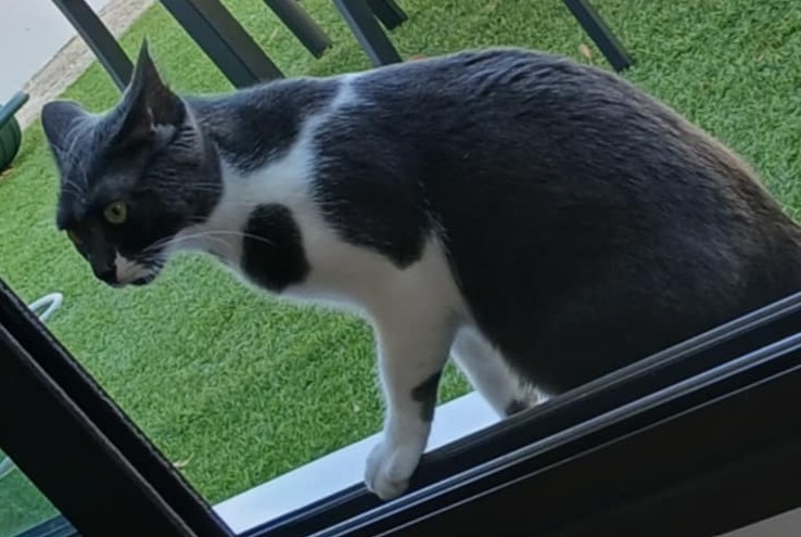 Avviso scomparsa Gatto  Femmina , 1 anni Maisons-Alfort Francia