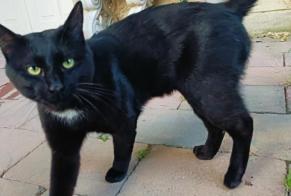 Avviso Ritrovamento Gatto  Maschio Montaron Francia