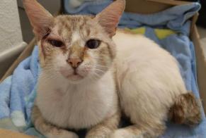 Avviso Ritrovamento Gatto Maschio , 3 anni Saint-Orens-de-Gameville Francia
