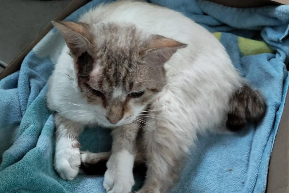 Avviso Ritrovamento Gatto Maschio , 3 anni Saint-Orens-de-Gameville Francia