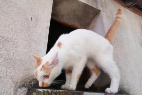 Avviso Ritrovamento Gatto  Femmina Loches Francia