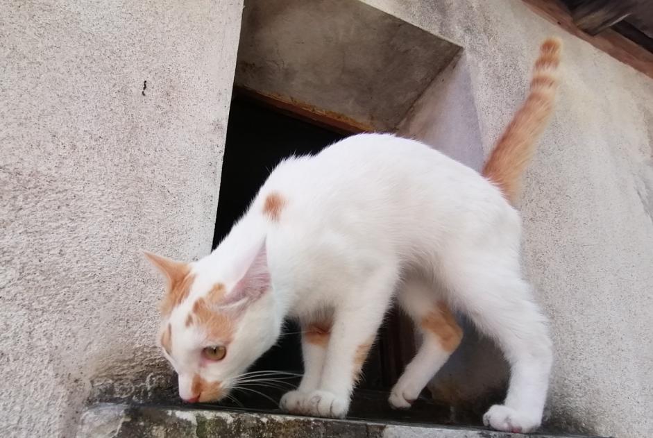 Avviso Ritrovamento Gatto  Femmina Loches Francia