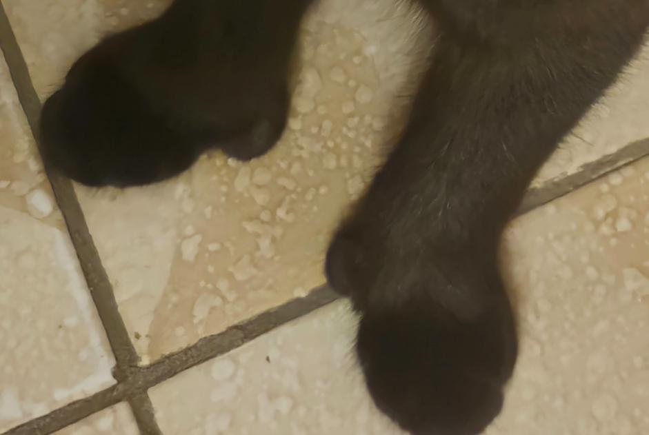 Avviso scomparsa Gatto incrocio di razze  Maschio , 1 anni Toulouse Francia
