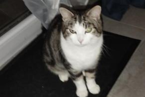 Avviso scomparsa Gatto incrocio di razze  Maschio , 5 anni Bonnières-sur-Seine Francia