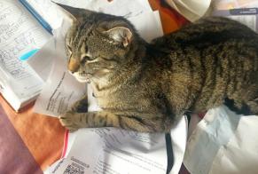 Avviso scomparsa Gatto incrocio di razze  Maschio , 1 anni Saint-Junien Francia