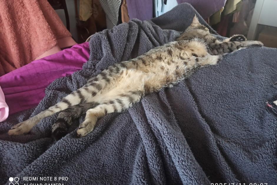 Avviso scomparsa Gatto incrocio di razze  Maschio , 1 anni Saint-Junien Francia