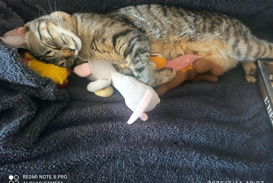Avviso scomparsa Gatto incrocio di razze  Maschio , 1 anni Saint-Junien Francia
