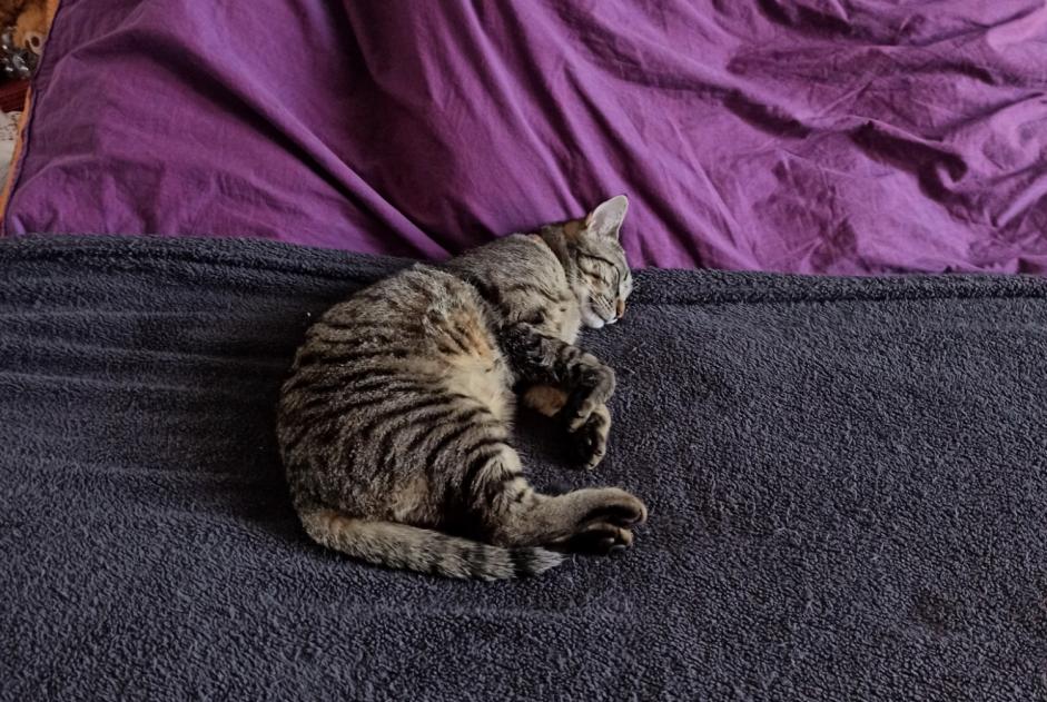 Avviso scomparsa Gatto incrocio di razze  Maschio , 1 anni Saint-Junien Francia