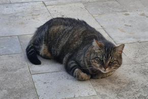 Avviso scomparsa Gatto Femmina , 2 anni Saint-Romans Francia
