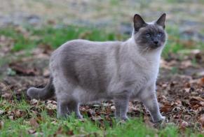 Avviso scomparsa Gatto  Femmina , 10 anni Victot-Pontfol Francia