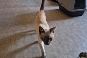 Avviso scomparsa Gatto  Maschio , 0 anni Gagnac-sur-Garonne Francia