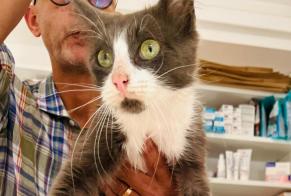 Avviso Ritrovamento Gatto Maschio Ploërmel Francia