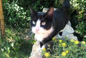 Avviso Ritrovamento Gatto Femmina Nyons Francia