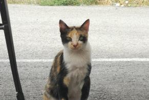 Avviso Ritrovamento Gatto Non conosciuta Montélier Francia