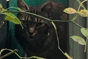 Avviso Ritrovamento Gatto Non conosciuta Saint-Denis Francia