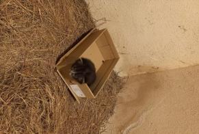 Avviso Ritrovamento Gatto Non conosciuta Leynes Francia