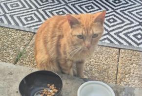 Avviso Ritrovamento Gatto Femmina Roubaix Francia