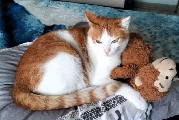Verdwijningsalarm Kat rassenvermenging  Mannetje , 11 jaar Saint-Laurent-sur-Mer Frankrijk